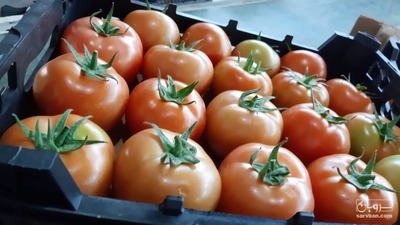 فروش گوجه فرنگی  گلخانه ای 4129