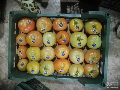 فروش گوجه فرنگی