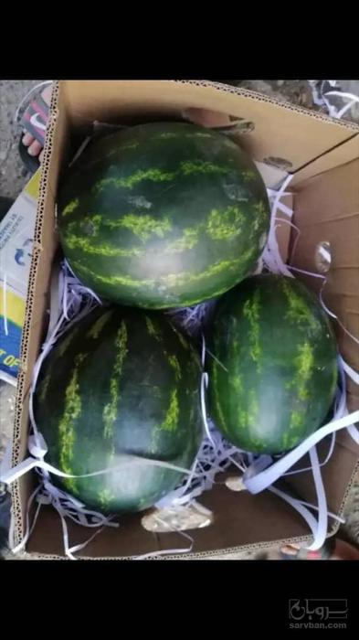 خرید هندوانه