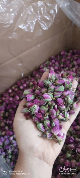 فروش غنچه گل محمدی