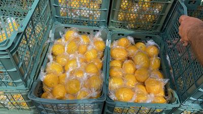 فروش لیموترش