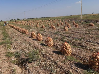 فروش پیاز 3