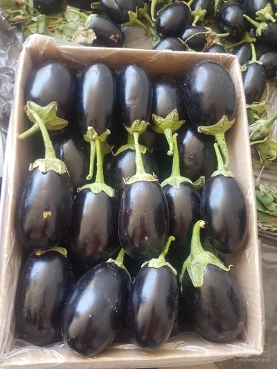 فروش بادمجان