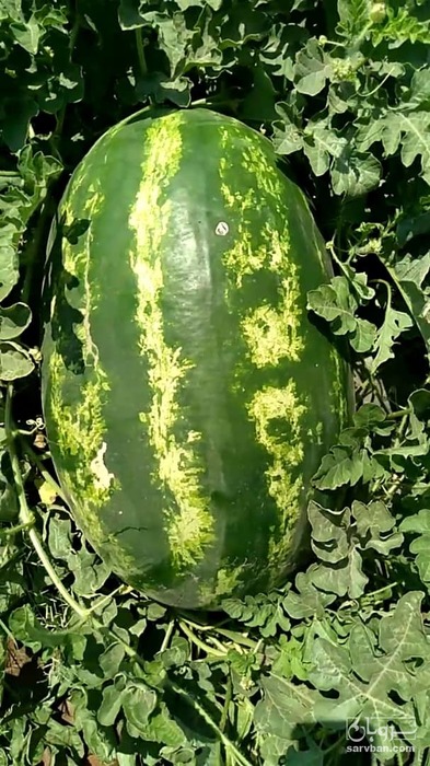 فروش هندوانه بیضی