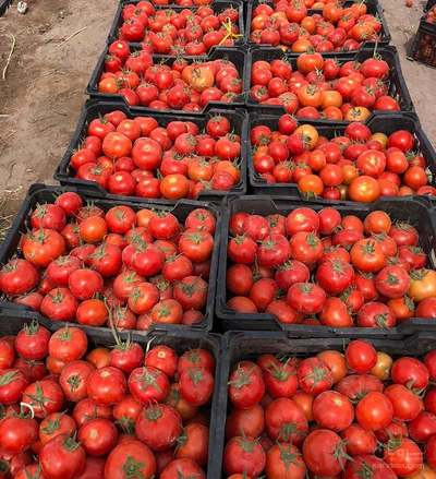 فروش گوجه فرنگی
