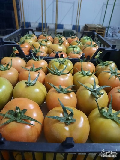 فروش گوجه فرنگی گلخانه هیراد