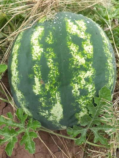 فروش هندوانه