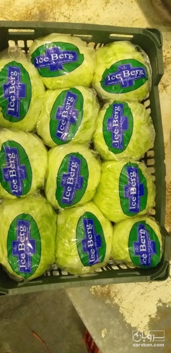 فروش کاهو آیسبرگ