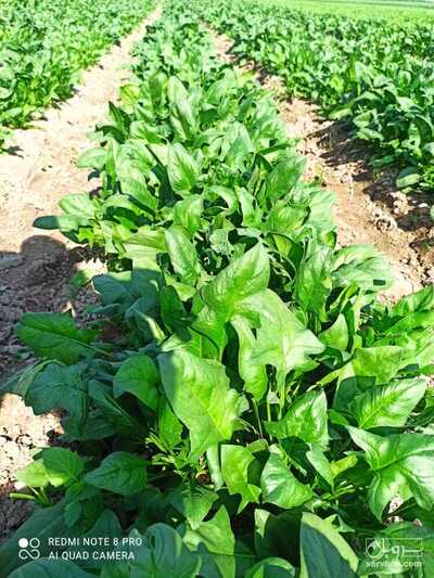 فروش اسفناج تازه