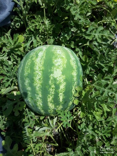 فروش هندوانه گرد