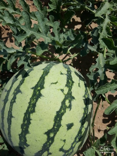 فروش هندوانه اناناسی