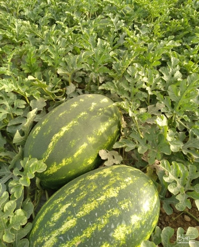 فروش هندوانه بیضی