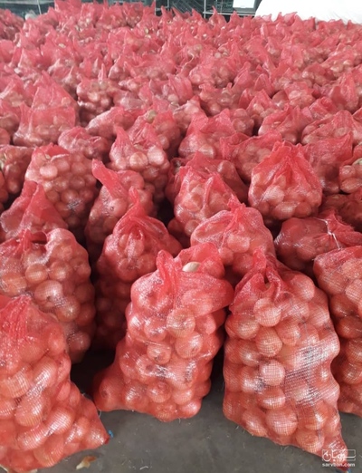 فروش پیاز طلایی