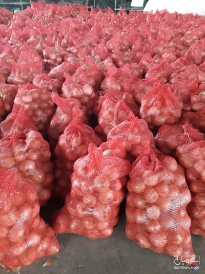 فروش پیاز زرد