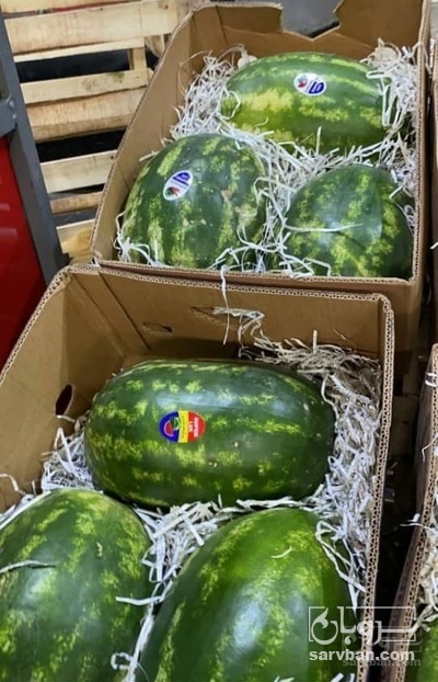 فروش هندوانه بیضی