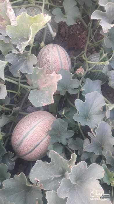 فروش خربزه جانا