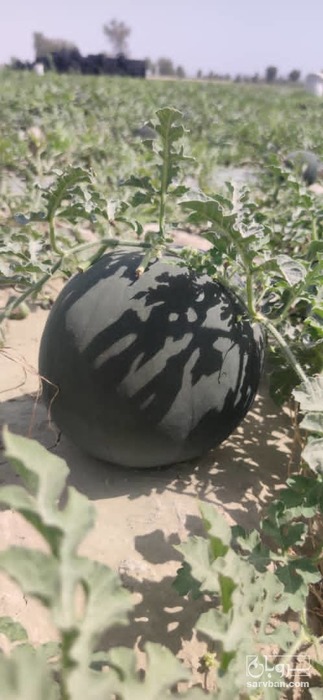 فروش هندوانه گرد