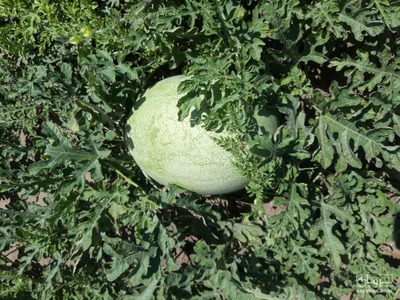 فروش هندوانه بیضی