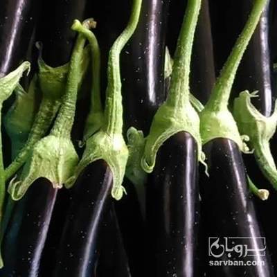 فروش بادمجان قلمی صادراتی