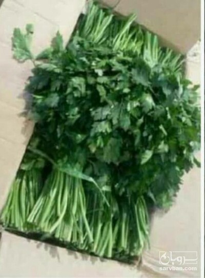 فروش جعفری تازه صادراتی