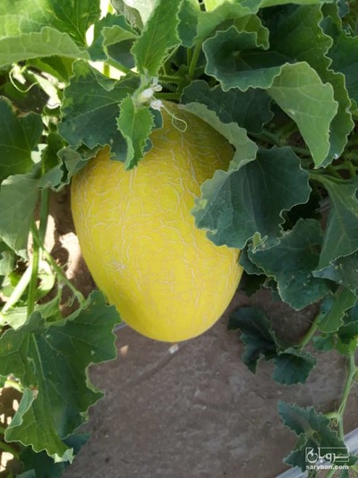 فروش خربزه راک