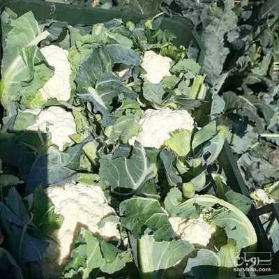 فروش گل کلم