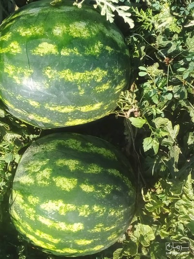 فروش هندوانه گرد خطی