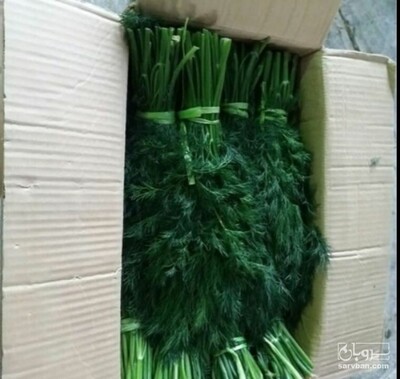 فروش شوید تازه صادراتی