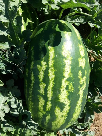 فروش هندوانه