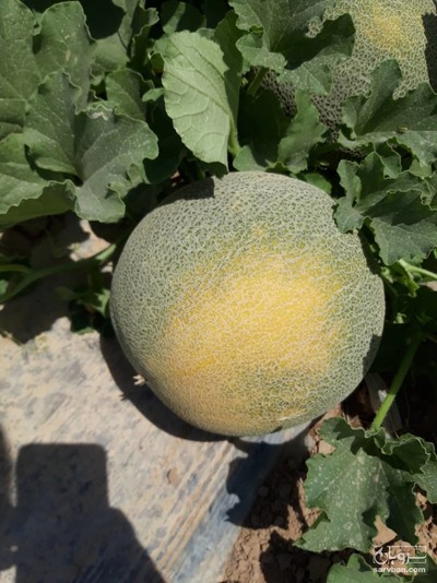 فروش ملون کدویی