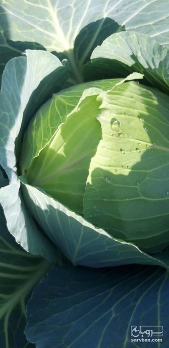 فروش کلم برگ