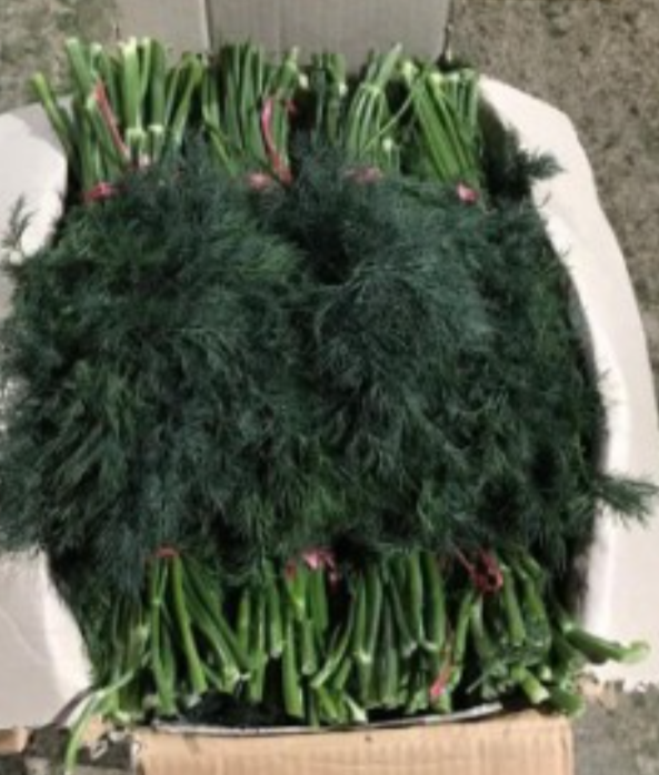 فروش شوید صادراتی