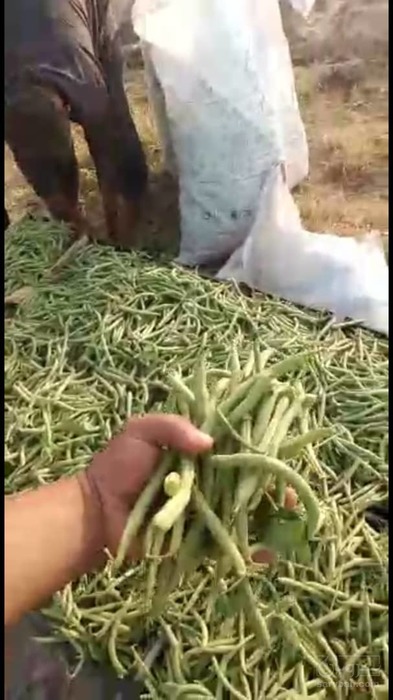 فروش لوبیا سبز