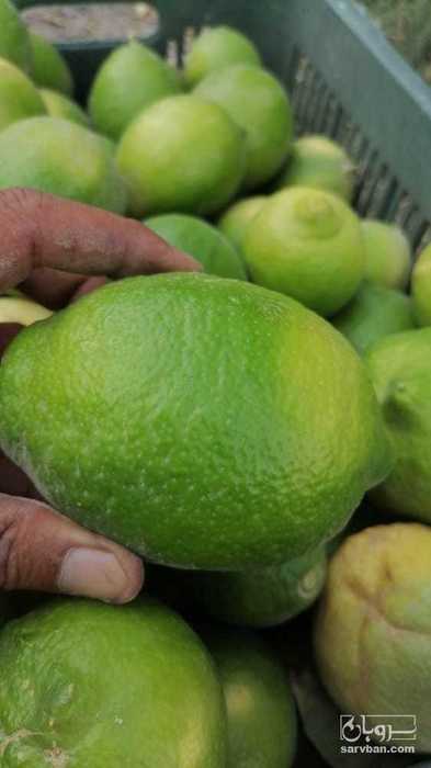 فروش لیموترش سنگی