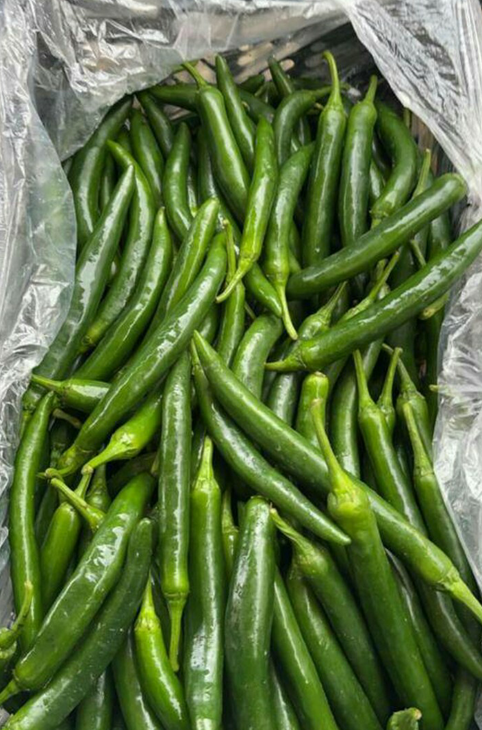 فروش فلفل شاخ بزی تند و ملایم