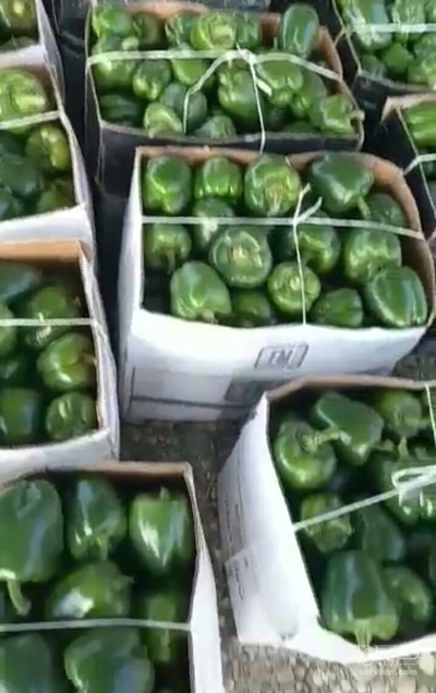 فروش فلفل دلمه ای سبز