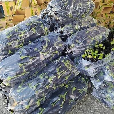 فروش بادمجان قلمی هوای ازاد