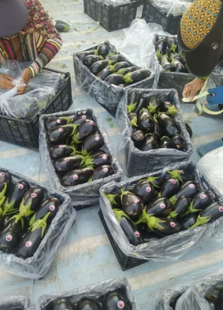 فروش بادمجان