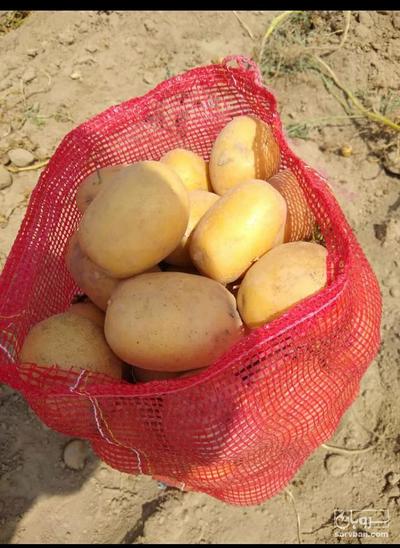 فروش سیب زمینی