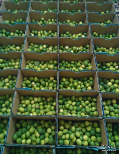 فروش لیموترش جهرمی