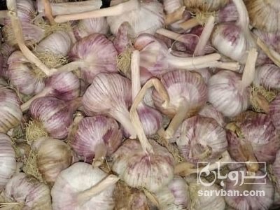 سیر