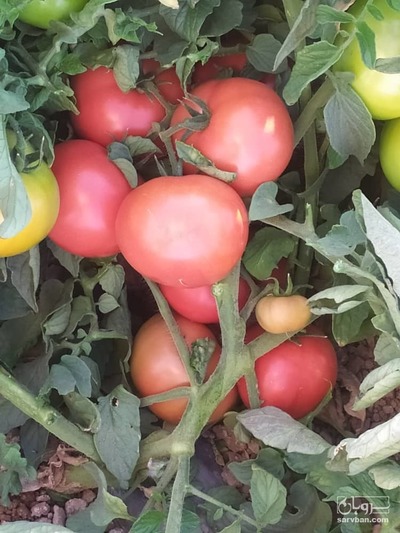 فروش گوجه فرنگی