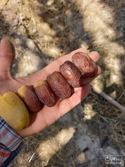 فروش خرمای مجول