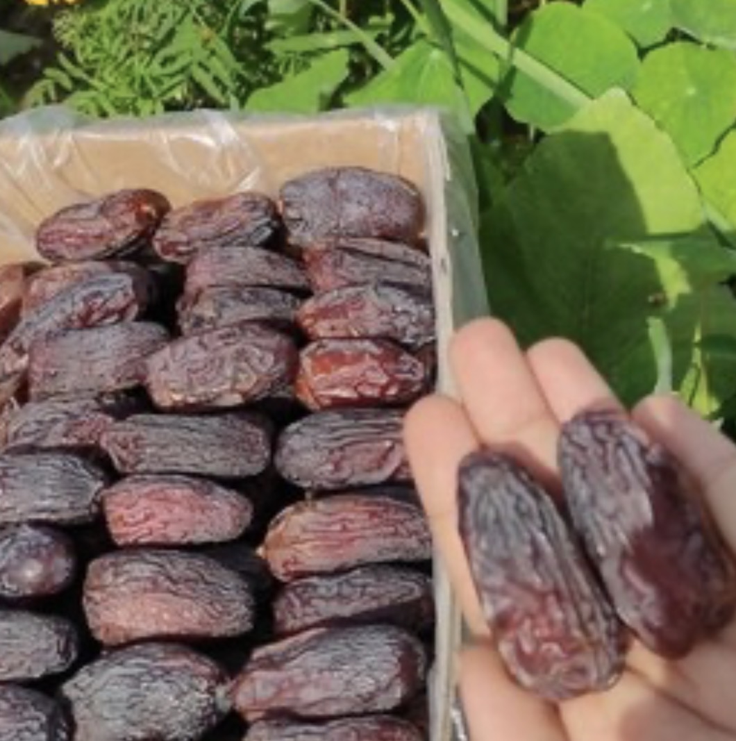 فروش خرما مجول