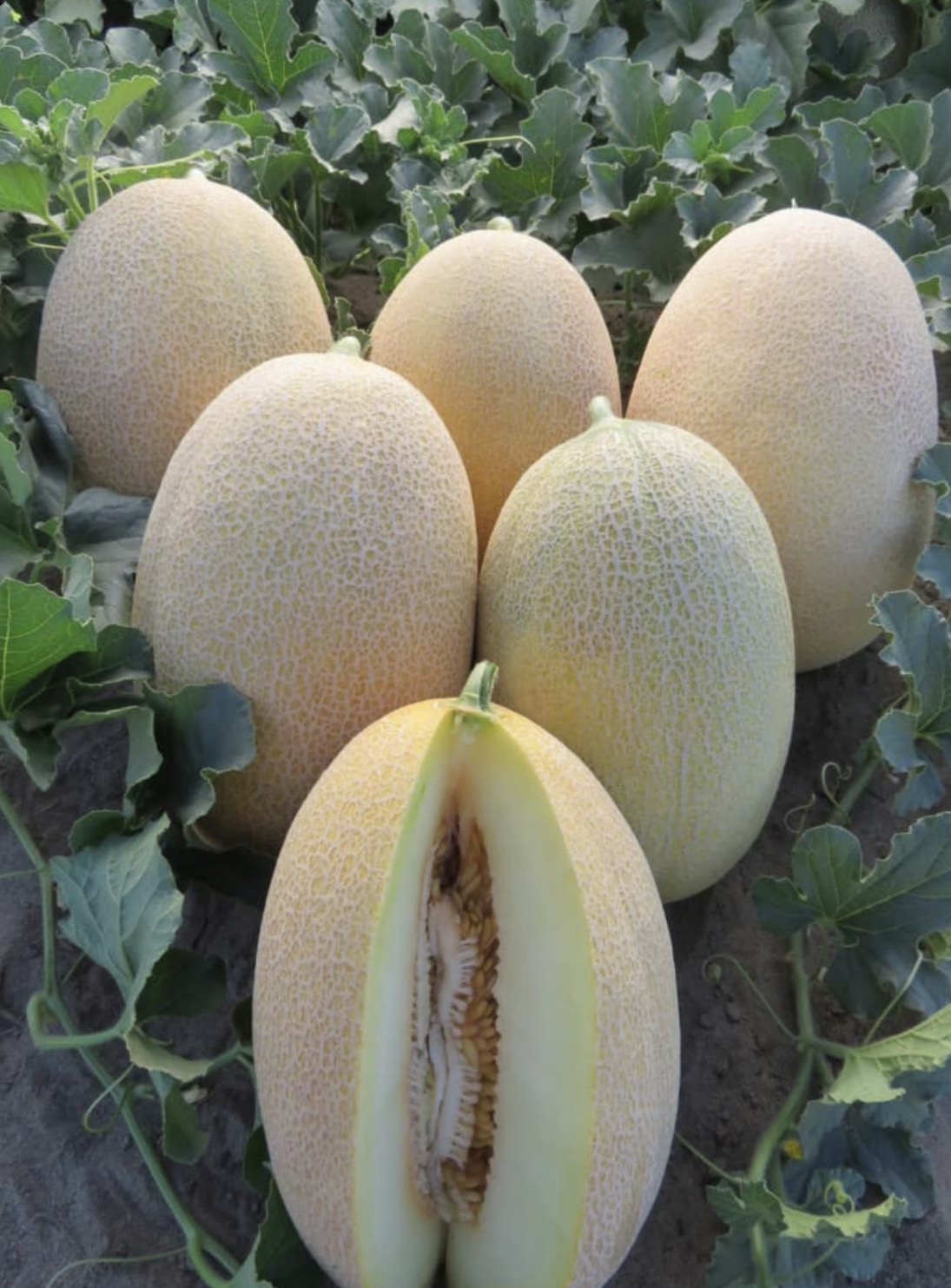 فروش خربزه جانا