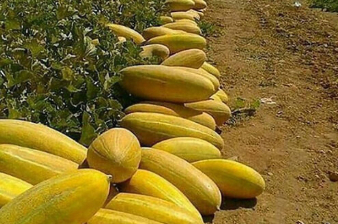 فروش خربزه مشهدی