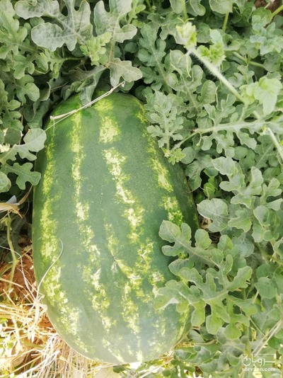 فروش هندوانه