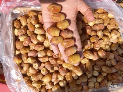 فروش خرما زاهدی