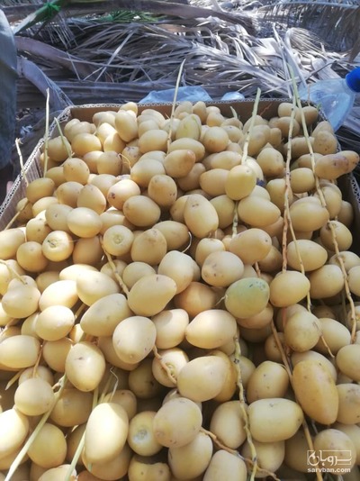 فروش خرما برحی