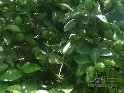 فروش لیموترش